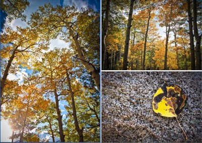 fall